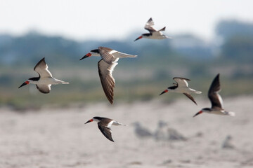 Black Skimmers (Rynchops niger), a group in flight at Cape May, New Jersey, USA. - obrazy, fototapety, plakaty