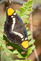 California Sister Butterfly (Adelpha californica), California, USA.