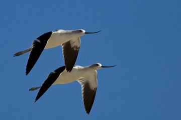 American Avocet (Recurvirostra americana), 2 in flight near Ventura, California, USA.