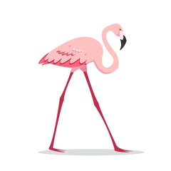 Pink Standing flamingo bird on white background.