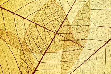 Naklejka na ściany i meble Beautiful Leaf veins texture, Abstract autumn background of Skeleton leaves Yellow 