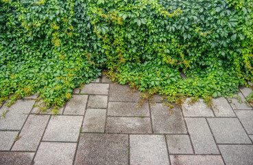 Vines growing on a pavement tiles 