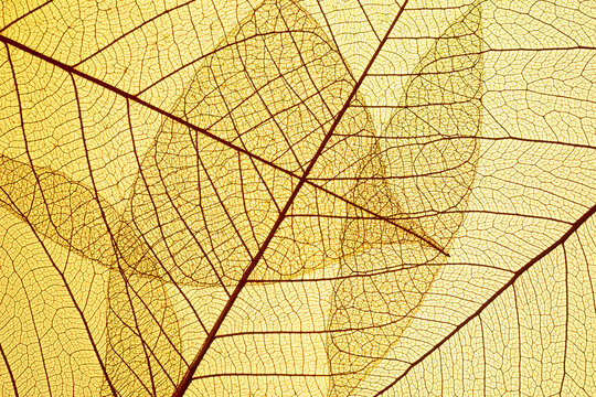 	
Beautiful Leaf veins texture, Abstract autumn background of Skeleton leaves Yellow
