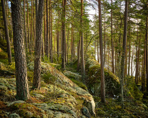 forest with rocls trees and moss