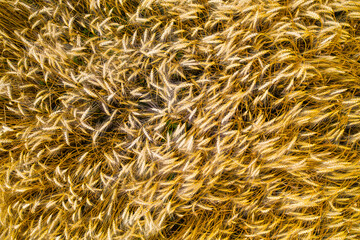 Natural background of ears of golden ripening wheat in an agricultural field. Top view, photo from drone.
