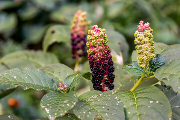 A beautiful plant with berries Lakonos American or Phytolacca Americana in the garden on a flower bed.