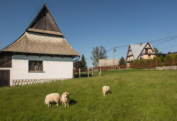 Obraz premium Several sheep grazing in a green meadow, Podhale