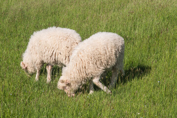 Obraz premium Several sheep grazing in a green meadow, Podhale