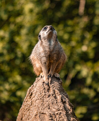 Zoo Leipzig- Erdmännchen/ meerkat is always be vigilant