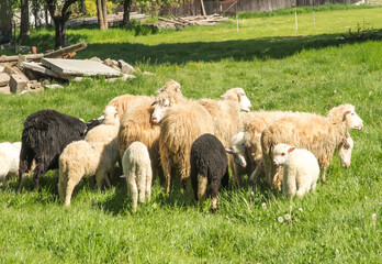 Fototapeta premium Several sheep grazing in a green meadow, Podhale