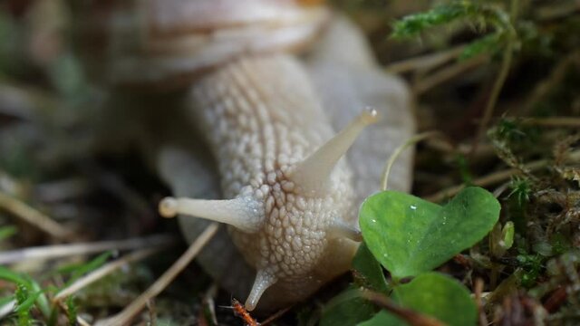 snail in its natural environment close up