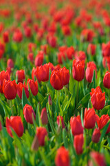 Obraz premium Spring background with red tulips flowers. beautiful blossom tulips field. spring time. banner, copy space