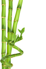 Fototapeta na wymiar Green bamboo isolated on white background with clipping path and full depth of field. Top view. Flat lay