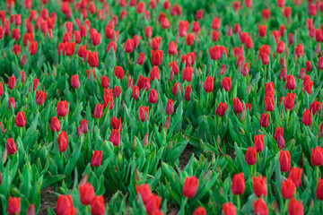 Spring background with red tulips flowers. beautiful blossom tulips field. spring time. banner, copy space