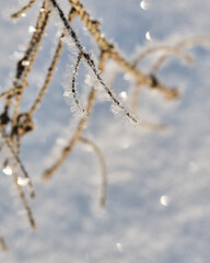 Obraz premium frost on branches