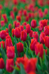 Spring background with red tulips flowers. beautiful blossom tulips field. spring time. banner, copy space