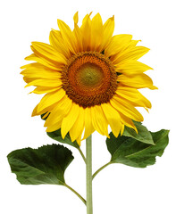 sunflower isolated on a white background.