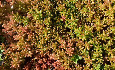 The pattern of the evergreen sedum in a stone garden forming a green moss background