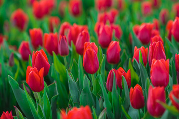 Spring background with red tulips flowers. beautiful blossom tulips field. spring time. banner, copy space