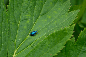 Coléoptère bleu métallique