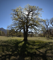 Spring oak tree against the Sun in meadows near Maienfeld, Switzerland