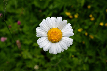 Obraz premium Pâquerette en gros plan