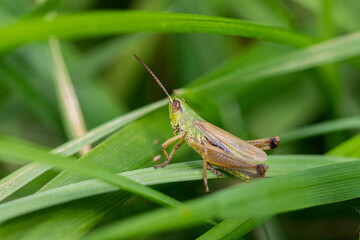 Grasshopper on the grass in the wild