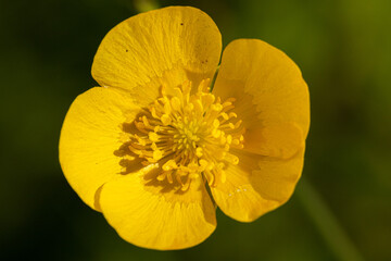 Ranunculus in the wild