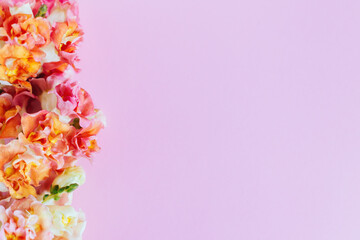 Fototapeta na wymiar Pink and yellow flowers of Snapdragon or Antirrhinum majus on a pink background.