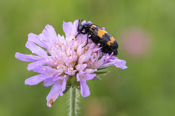 Mylabris variabilis on a flower