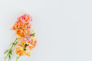 Pink and yellow flowers of Snapdragon or Antirrhinum majus on a cream background.