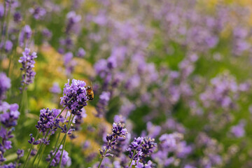 Beautiful lavender flowers and bee in a summer garden.