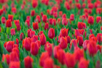 Fototapeta premium Spring background with red tulips flowers. beautiful blossom tulips field. spring time. banner, copy space