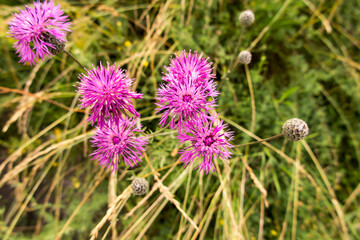 Rhine Cornflower (centaurea cariensis), purple, pink-purple flowers in a wild meadow
