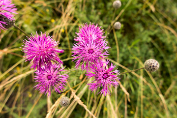 Rhine Cornflower (centaurea cariensis), purple, pink-purple flowers in a wild meadow