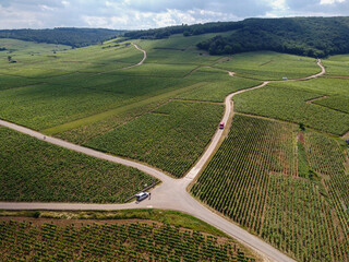 Aerian view on green grand cru and premier cru vineyards with rows of pinot noir grapes plants in...