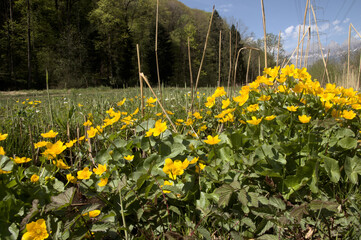 Fototapeta premium Marsh marigolds (Caltha palustris) in damp meadows near FLums, Switzerland