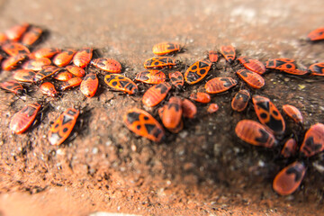 A group of wingless blacksmiths  on an old wall basking in the sun