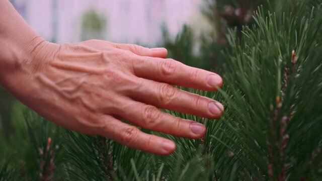 A woman's hand gently touches the seedlings of coniferous trees. Young cedar needles do not hurt hands. Planting trees, restoration of coniferous forests. Rescue of forests on the planet