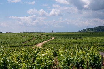 Green grand cru and premier cru vineyards with rows of pinot noir grapes plants in Cote de nuits,...