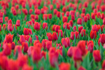 Spring background with red tulips flowers. beautiful blossom tulips field. spring time. banner, copy space