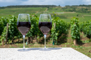 Tasting of burgundy red wine from grand cru pinot noir  vineyards, two glasses of wine and view on green vineyards in Burgundy Cote de Nuits wine region, France