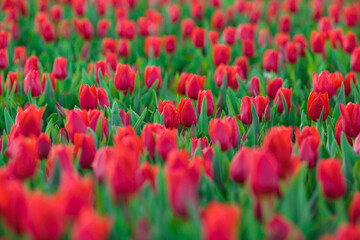 Spring background with red tulips flowers. beautiful blossom tulips field. spring time. banner, copy space