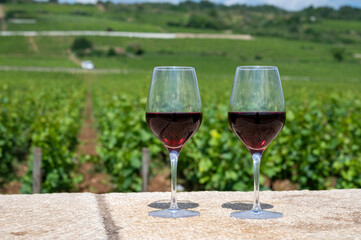 Tasting of burgundy red wine from grand cru pinot noir  vineyards, two glasses of wine and view on green vineyards in Burgundy Cote de Nuits wine region, France