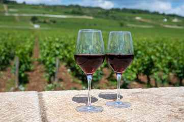 Tasting of burgundy red wine from grand cru pinot noir  vineyards, two glasses of wine and view on green vineyards in Burgundy Cote de Nuits wine region, France