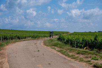 Green grand cru and premier cru vineyards with rows of pinot noir grapes plants in Cote de nuits,...