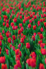 Spring background with red tulips flowers. beautiful blossom tulips field. spring time. banner, copy space