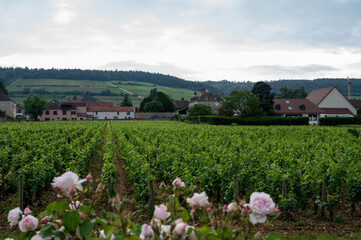 Green grand cru and premier cru vineyards with rows of pinot noir grapes plants in Cote de nuits,...