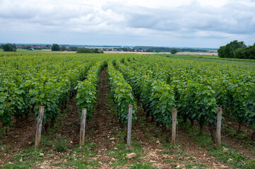Fototapeta na wymiar Green grand cru and premier cru vineyards with rows of pinot noir grapes plants in Cote de nuits, making of famous red Burgundy wine in Burgundy region of eastern France.
