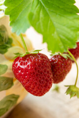 New harvest of ripe red sweet strawberry in garden